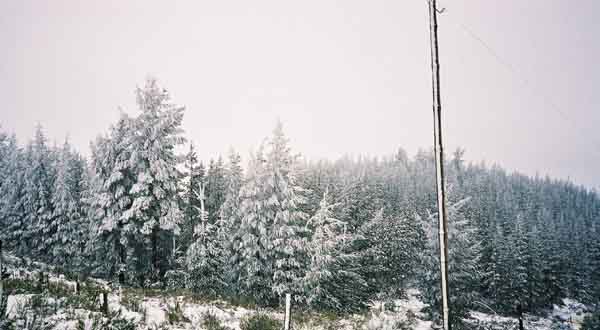 Pine trees with snow